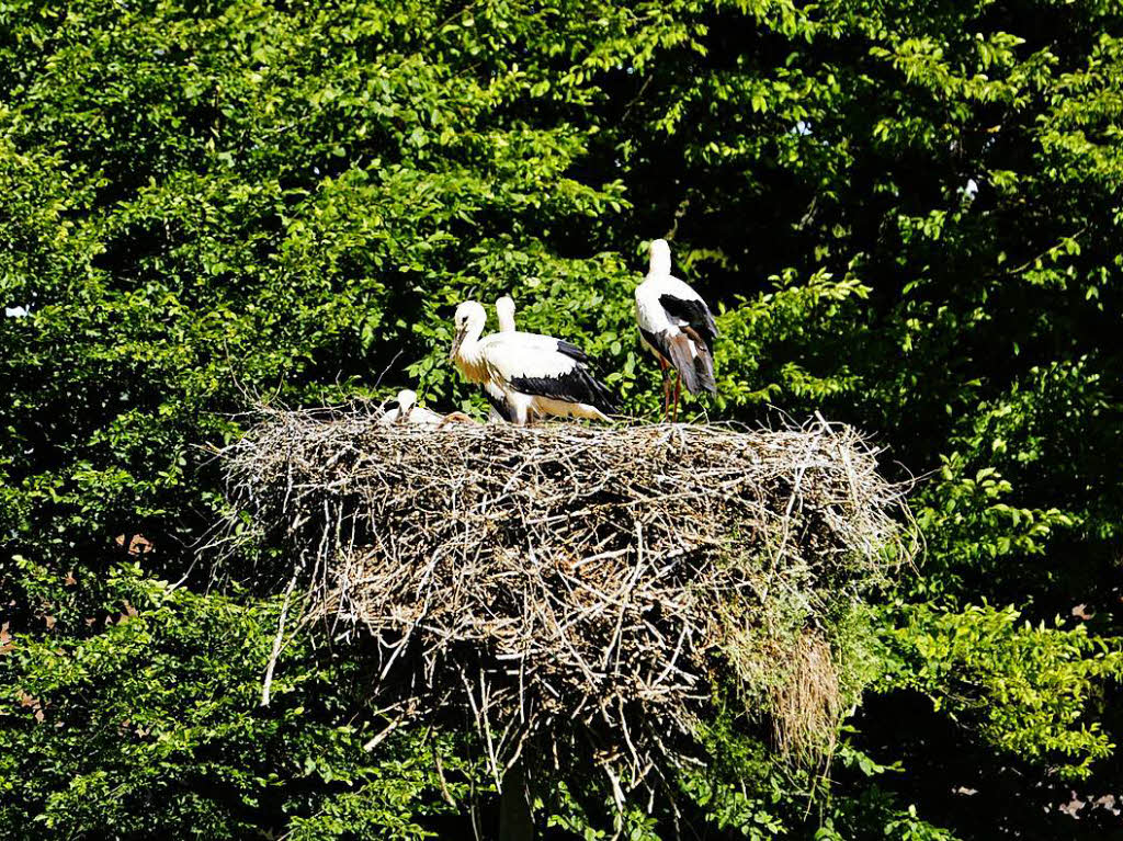 Tiere: Jungstrche im Nest in Mhlin/Schweiz. Das Foto machte Arvid Hager aus Rheinfelden
