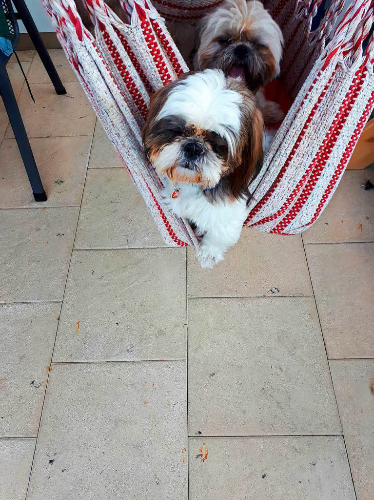 Tiere: Merlin und Samy gehren zur Hunderasse Shih Tzu. Hier ruhen sie sich im Hngesessel von Elisabeth Paulicke in Wyhlen von ihren Gassi-Runden aus.