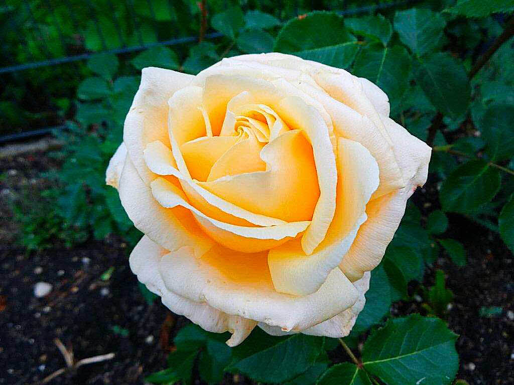 Gertrud Anders: gelbe Rose aus meinem Garten in Weil am Rhein