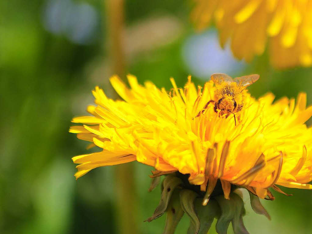 Simone Kirrmann: Eine Biene beim Nektarsammeln im Lwenzahn