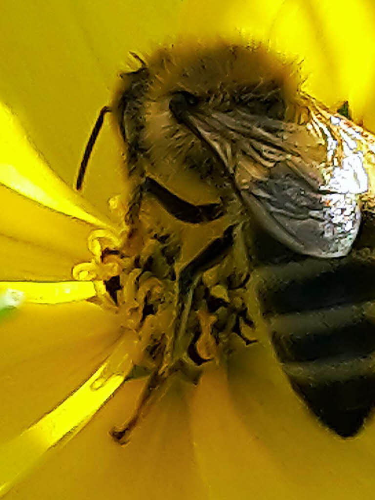 Cornelia Schumacher: Eine Honigbiene beim Nektarsammeln. Diese Aufnahme entstand diese Woche in meinem Vorgarten.