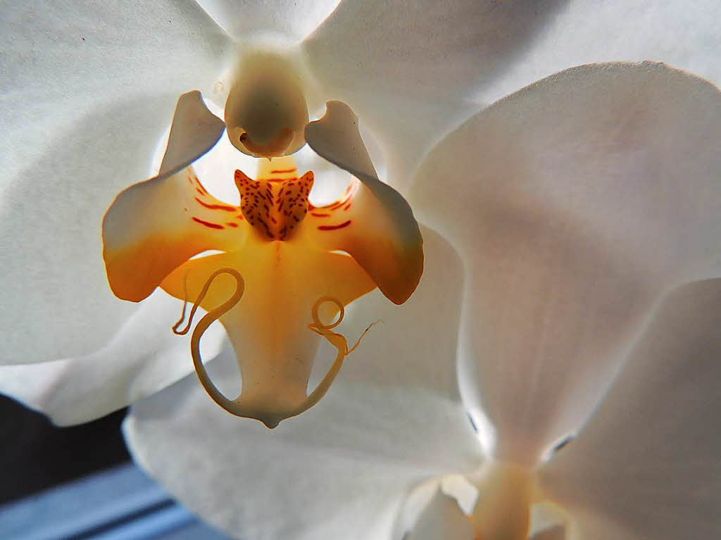 Judith Weber: Orchidee