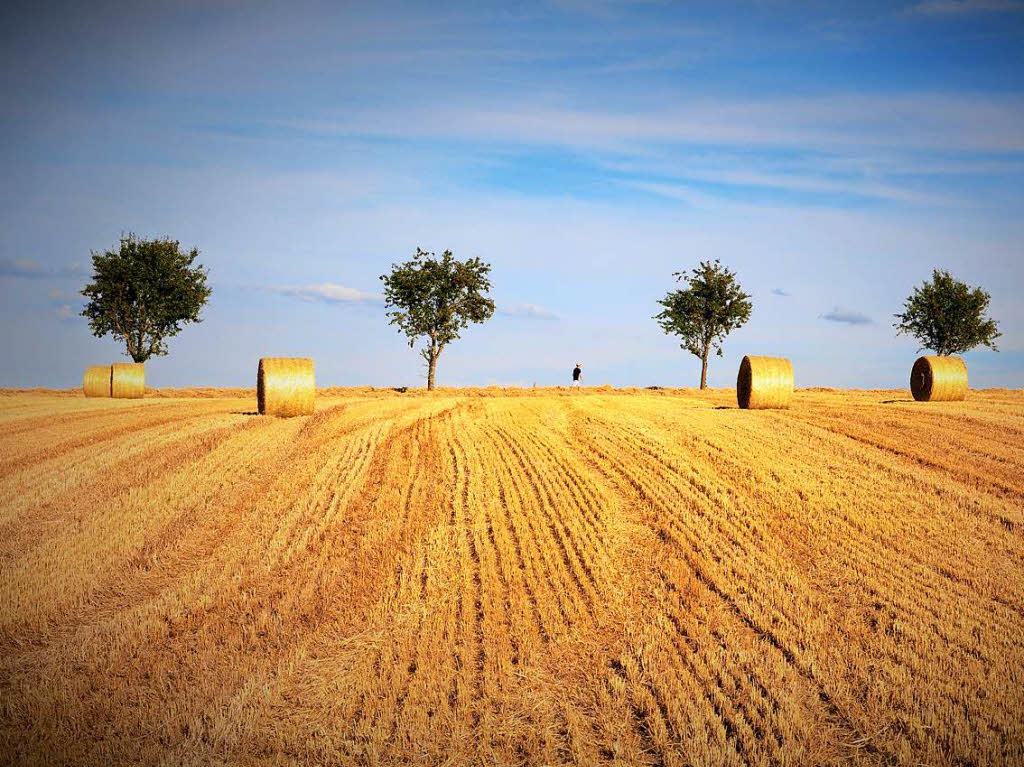 Thomas Heinzelmann: Das Getreidefeld habe ich an einem heien Juli-Tag auf einem landwirtschaftlichen Weg rechts knapp unterhalb der Daur-Htte bei tlingen aufgenommen (Nikon D90).