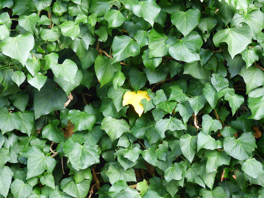 Brigitte Baur: Ein einziges gelbes Blatt zwischen lauter grnen Blttern unserer Efeuhecke im Garten. Aufgenommen am 5.8.