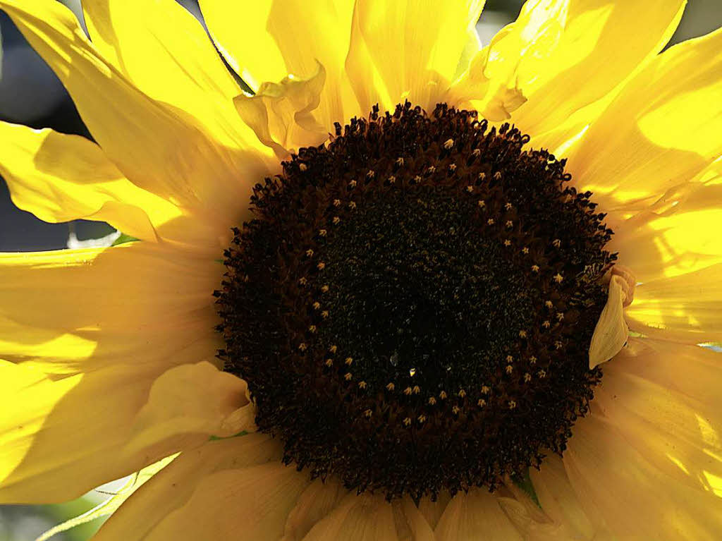 Lars Bausch: Die Sonnenblume wurde im eigenen Garten fotografiert.