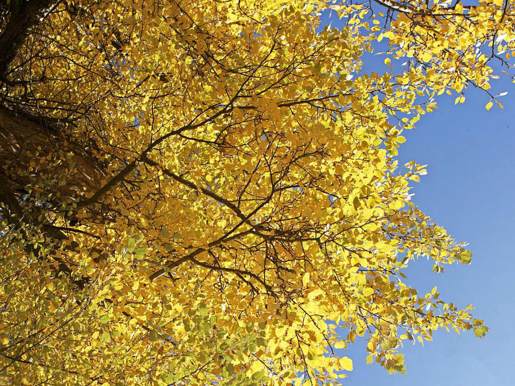 Lars Bausch: Der Baum mit herbstlich gelben Blttern wurde auf einem     Spaziergang im Herbst fotografiert.