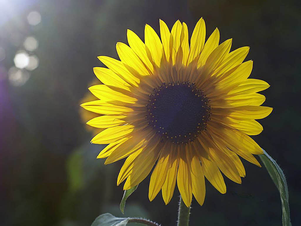 Lars Bausch: Sonnenblume im Gegenlicht entstand im eigenen Garten.