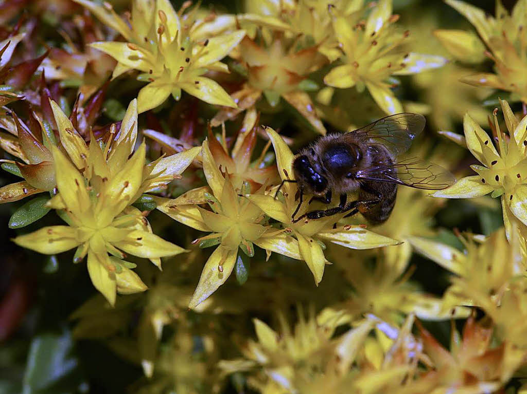Lars Bausch: Das Makro der Biene in den Blumen wurde in meinem Garten     fotografiert.