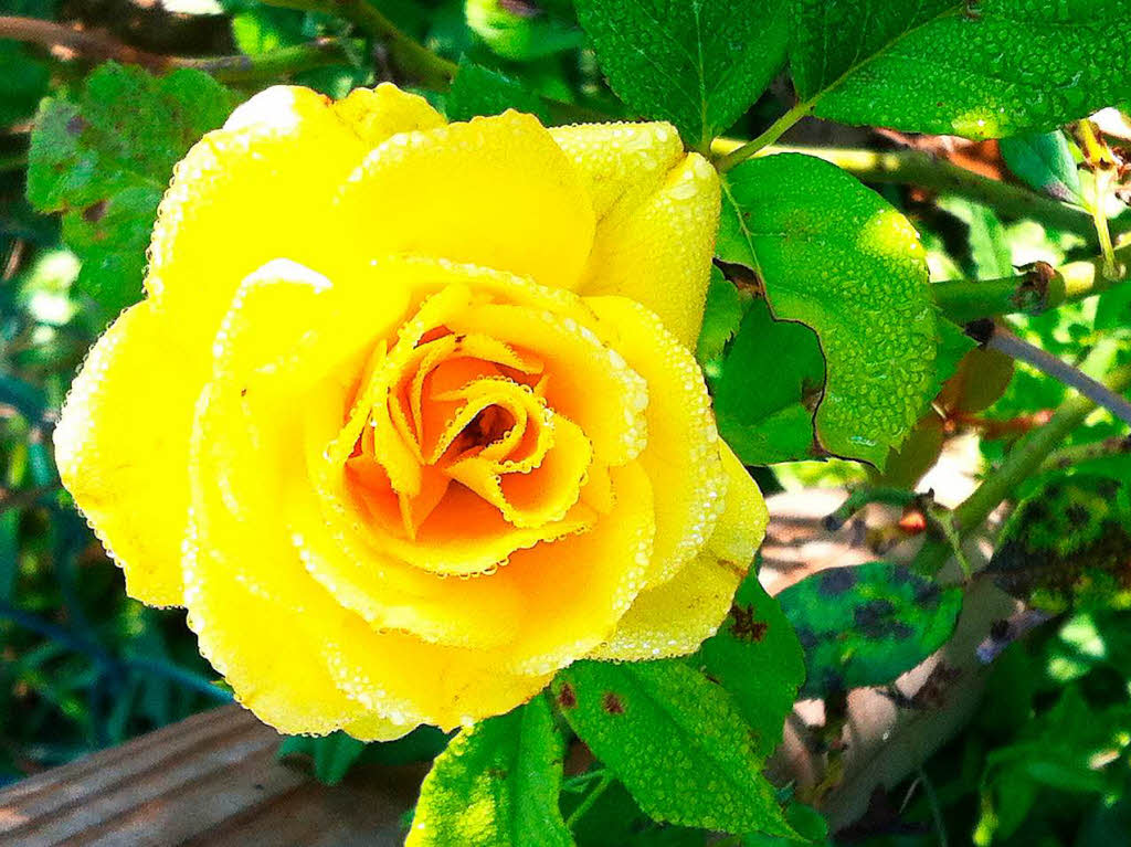 Irmgard Herr: Diese Rose habe ich beim Blick ber den Zaun in Nachbars Garten in den frhen Morgenstunden entdeckt. Besonders schn fand ich dabei die Tautropfen, die sich wie ein Spitzenkragen an den Bltenblttern gebildet haben.
