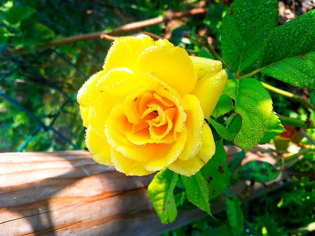 Irmgard Herr: Die Rose habe ich beim Blick ber den Zaun in Nachbars Garten in den frhen Morgenstunden entdeckt. Besonders schn fand ich dabei die Tautropfen, die sich wie ein Spitzenkragen an den Bltenblttern gebildet haben.