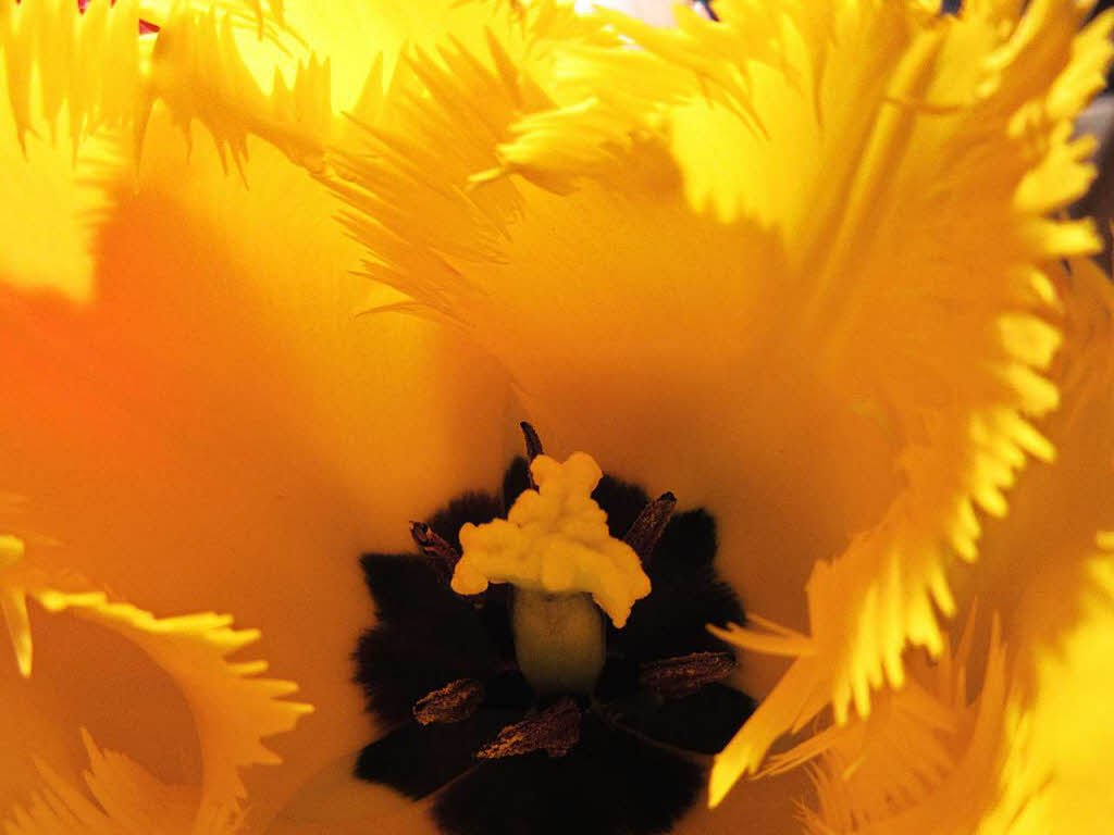 Monique Volkmann: Das Bild zeigt, im Makrobereich, das Innenleben einer Tulpe aus meinem Garten.