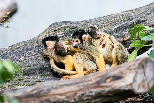 Totenkopfffchen  | Foto: Zoo Basel (Torben Weber)