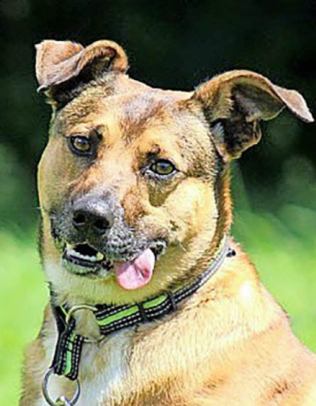 Rüde Timo | Foto: Tierschutzverein Rüde Timo | Foto: Tierschutzverein