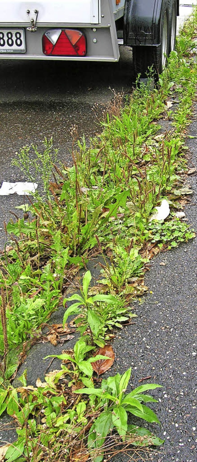 &#8222;Straenbegleitgrn&#8220;, hier...ae, schmeckt der Motte leider nicht.   | Foto: Jahn