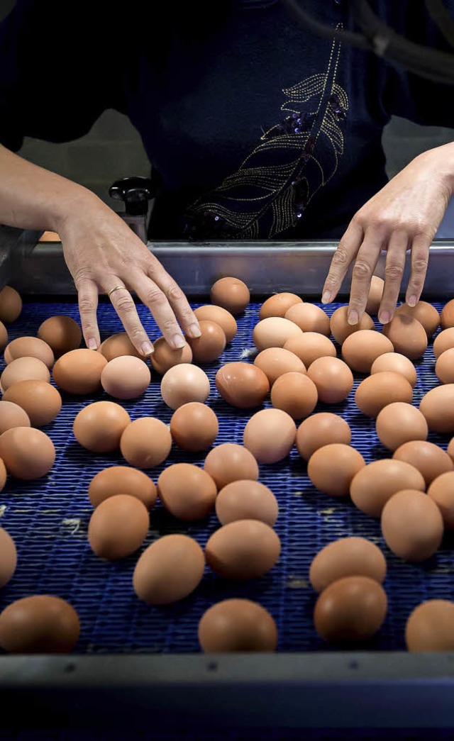 Eier auf dem Frderband einer Hhnerfarm in Belgien  | Foto: DPA