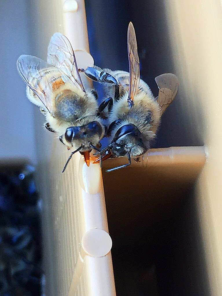 Tiere: Als Imkerin beobachtet Denis Mossbrugger ihre Bienen sehr genau. Dieses Bild entstand bei der Ftterung ihres Volkes.