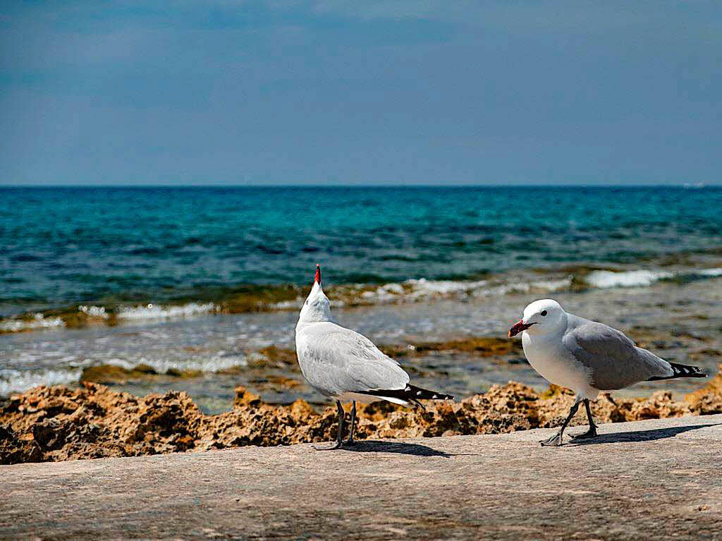Tiere: „Eine von beiden hat sich lautstark beschwert, weil ich mich etwa einen Meter vor ihnen auf den Boden gelegt  habe“, schreibt Christian Engel ber zwei Mwen, denen er am Strand von Paguera, Mallorca,begegnete.