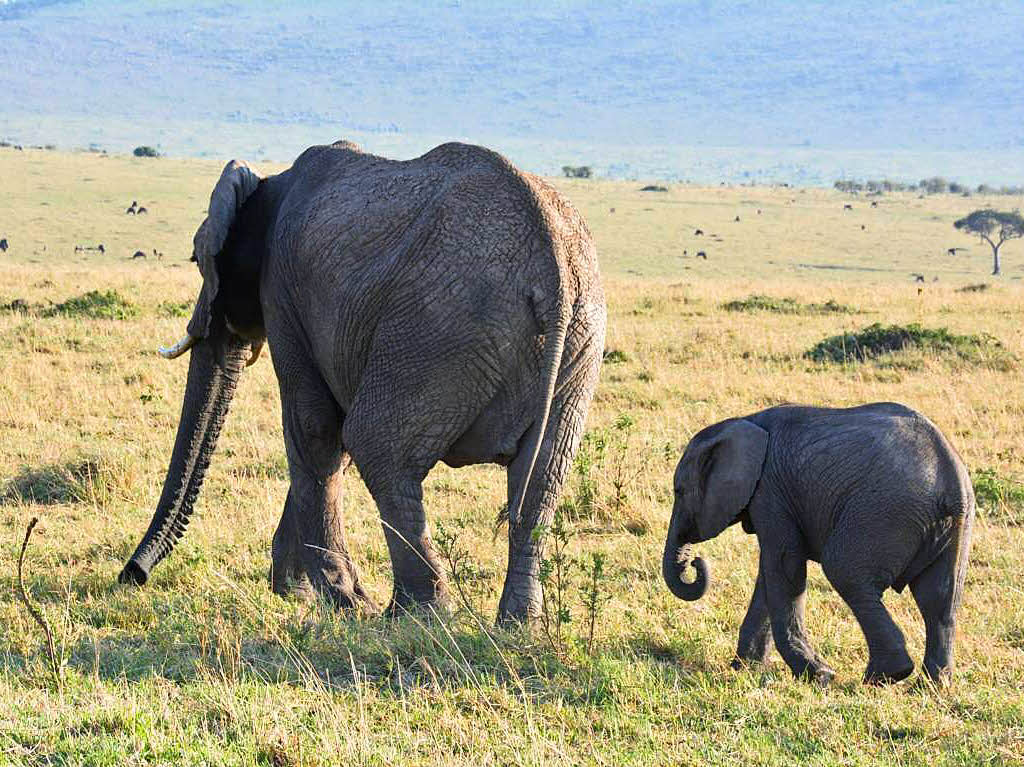Tiere: Die Bilder stammen von Jrg Mauch, der die Tiere im kenianischen Naturschutzgebiet Masai Mara in der Seregneti vor die Kamera bekam.