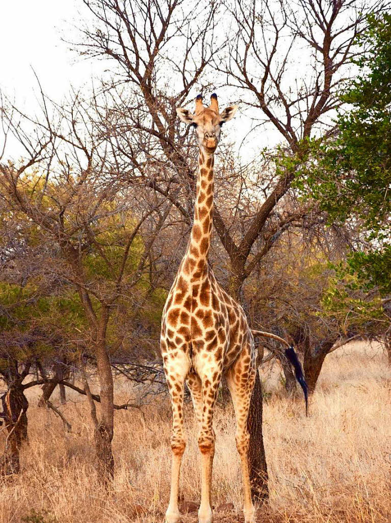 Tiere: Neugierig beobachtete diese Giraffe Lea Oertlin einem Naturreservat in Sdafrika. Kurz darauf verschwand sie im Dickicht.