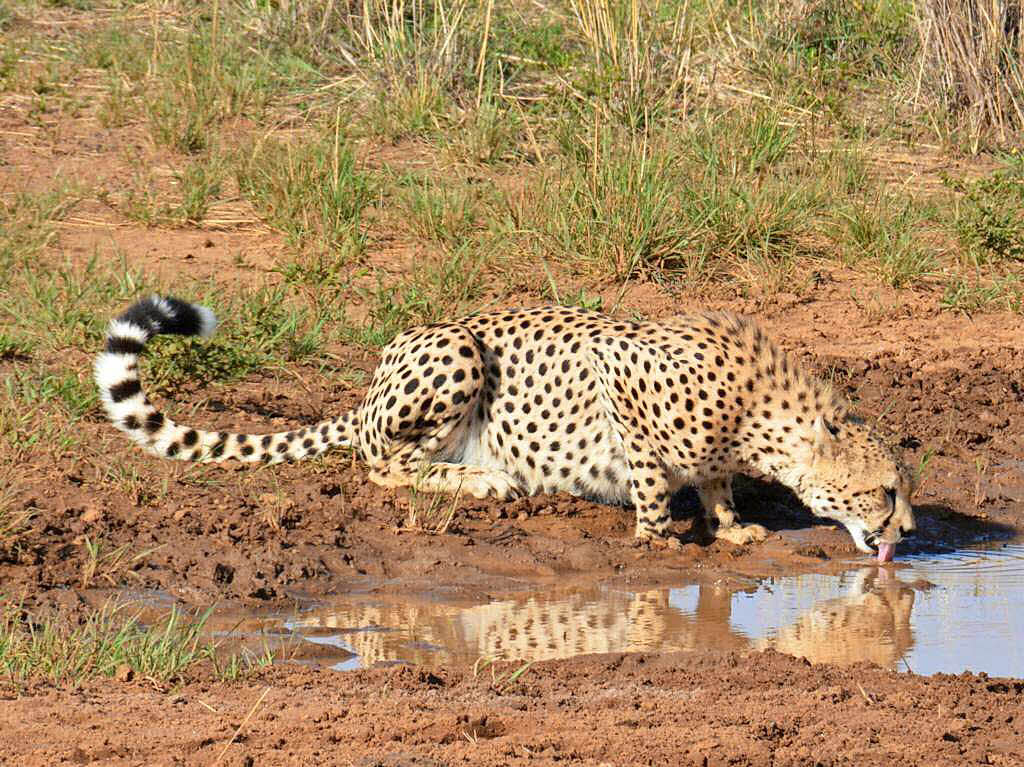 Tiere: Jrg Mauch beobachtete diesen Geparden in der Masai Mara in Kenia.