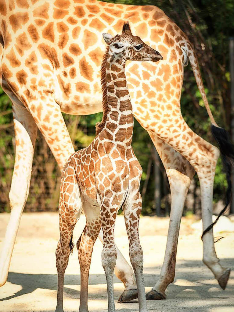 Tiere: Das Giraffenbaby kam wurde im August 2015 im Basler Zolli von Gerd Grndl aus Wyhlen aufgenommen