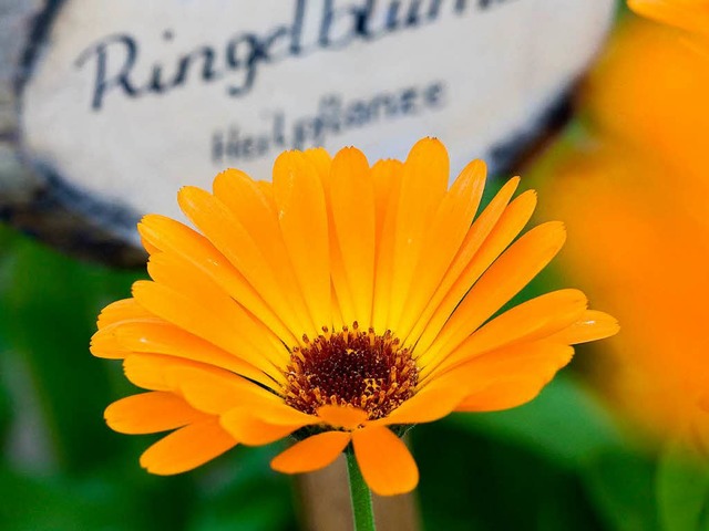 Eine Heilfpflanze &#8211; die Ringelblume.  | Foto: dpa
