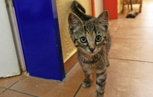 Eine Babykatze im Pensionsraum des Tierheims   | Foto: Joy Jakob