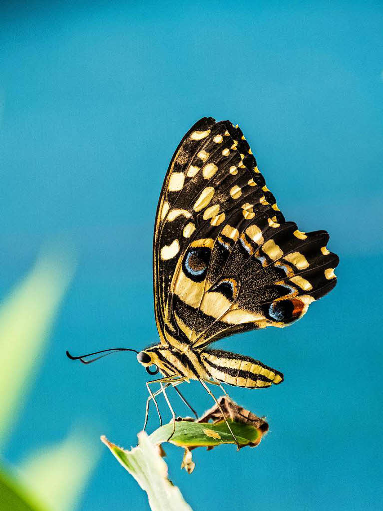 Tiere: SchmetterlingChristian Kammans, Wyhlen