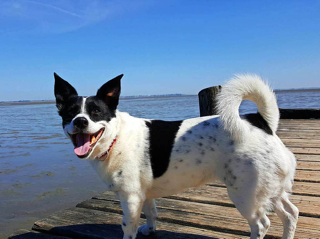 Tiere: R. Gldner fotografierte seinen Hund im Urlaub in Dangast an der Nordsee.