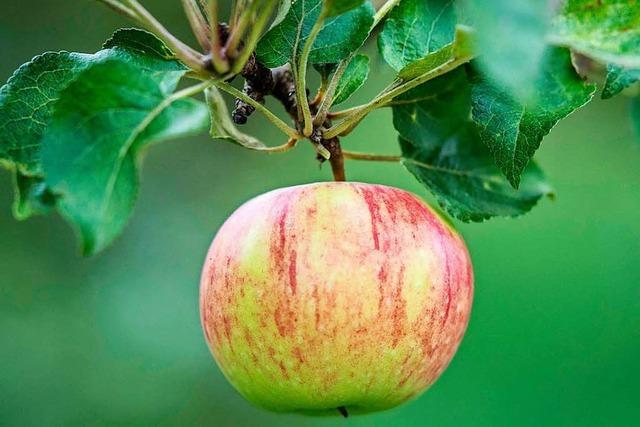 Wegen Frostschäden: Äpfel werden bis zu 18 Prozent teurer
