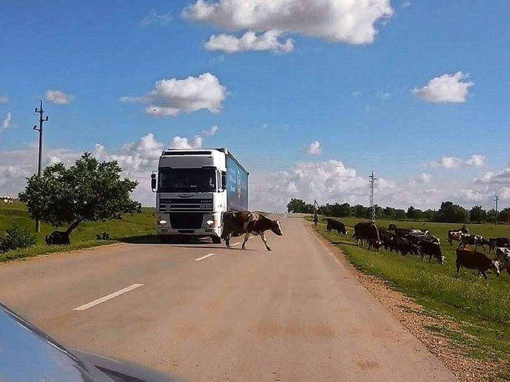 Tiere: Nicht nur die Fussgnger haben Vorrang,auch auf  die Khe wird in Branichevo, ein Dorf in Bulgarien, Rcksicht genommen.