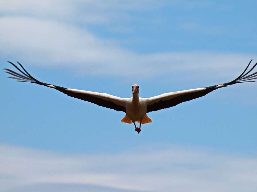 Tiere: Storch in Grenzach-WyhlenPeter EichinGrenzach-Wyhlen