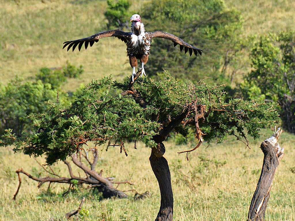 Tiere: Die Bilder stammen von Jrg Mauch, der die Tiere im kenianischen Naturschutzgebiet Masai Mara in der Seregneti vor die Kamera bekam.