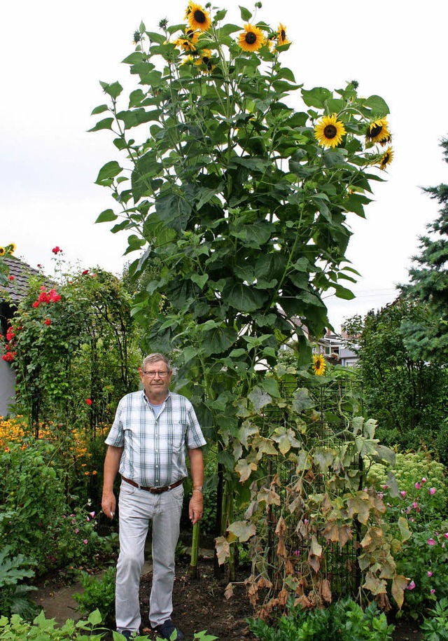 Adolf Junele mit seinen riesigen Sonnenblumen  | Foto: Michael Masson