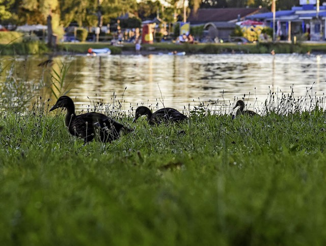 Enten am Seen zu fttern, soll tunlich... bei Menschen Hautausschlag auslsen.   | Foto: <BZ-Foto>Sebastian Khli