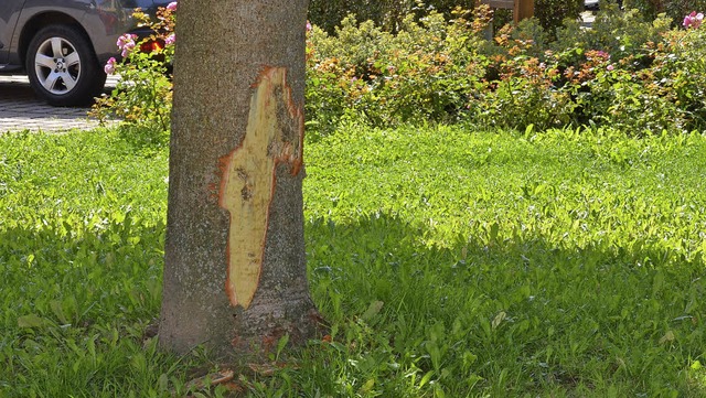 Ein Kastanienbaum auf der Grnflche v...ten ist vorstzlich beschdigt worden.  | Foto: Karl Kovacs