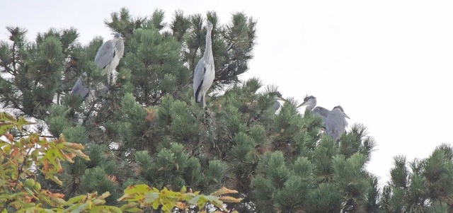 Von wegen Abflug: Die Graureiher am Te...mmern sich weiter um ihren Nachwuchs.   | Foto: Andrea Zeugner