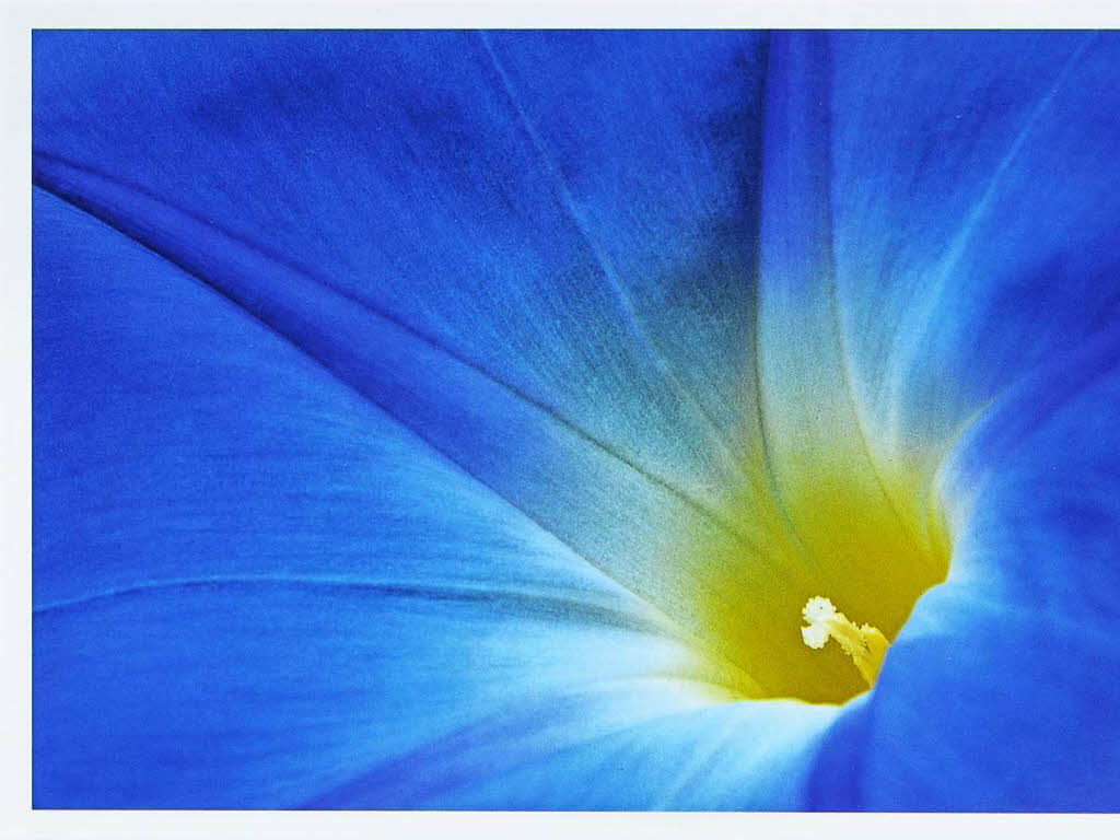 Jutta Schneider: Mein Favorit ist die „Blaue Blume“, eine Prunkwinde, die vor vielen Jahren in unserem Garten in Malsburg aufgenommen wurde.
