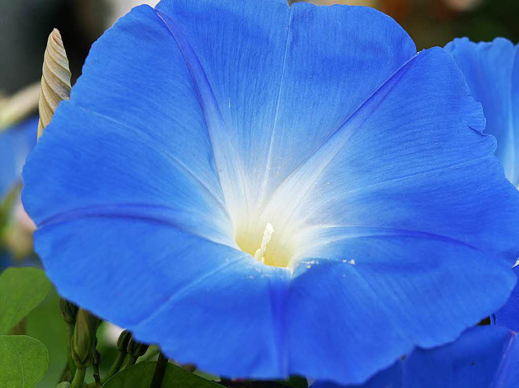 Hans-Dieter Nagel: Diese leuchtende blaue Blume konnte ich unweit unseres Hauses bei idealem Lichteinfall fotografieren.