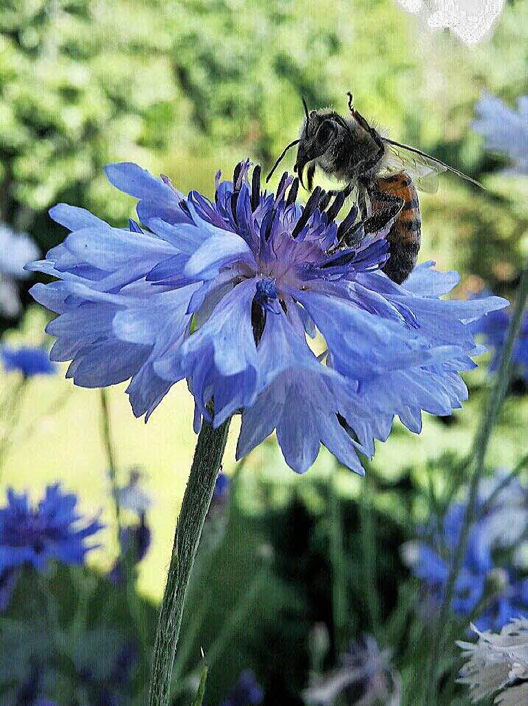 Inge Knechtel: Diese Biene besuchte uns und unsere blauen Kornblumen - vermutlich nicht nur einmal in diesem Sommer - auf Balkonien...