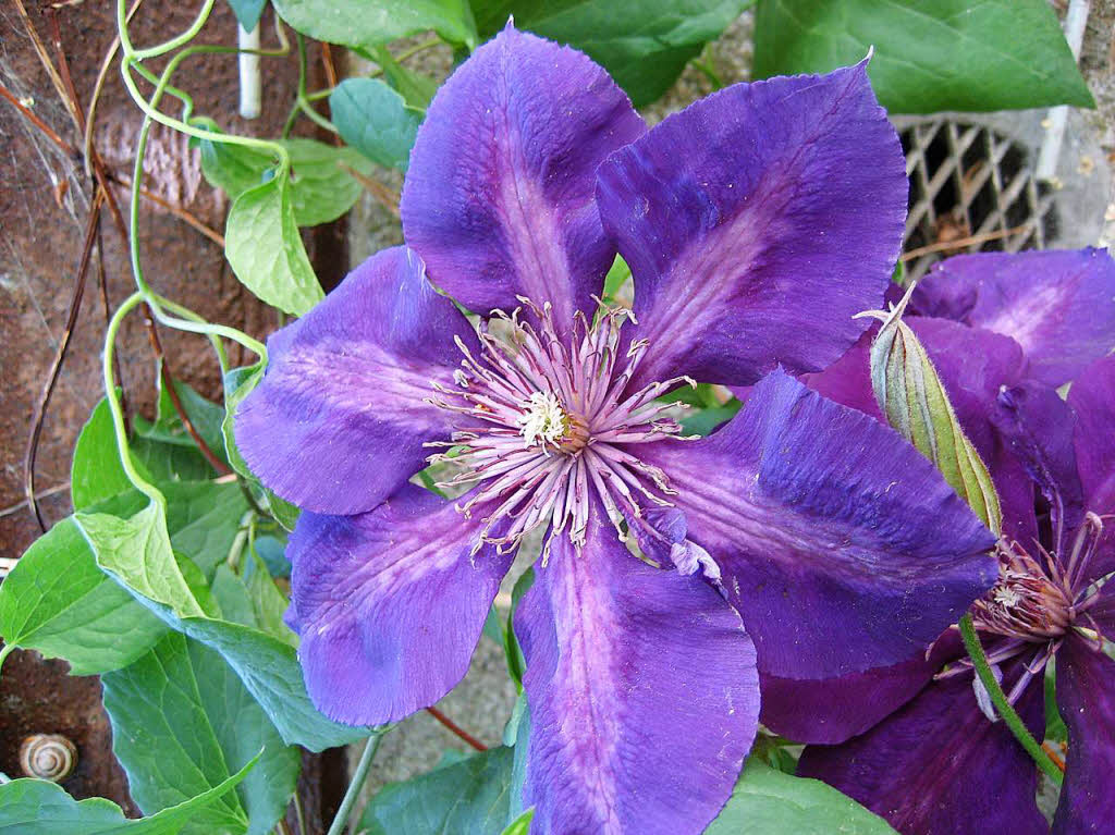 Gudrun Vollmer: Clematis-Blte in meinem Garten.