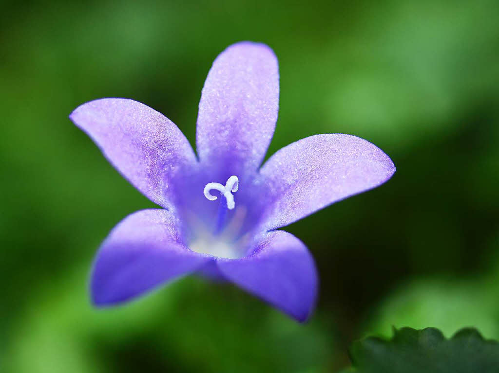 Hans-J. Kist: „Blau“ ... im Garten am Haus in tlingen. Das Blmchen ist in Wirklichkeit dreimal so klein (Aufnahme m. Makro)