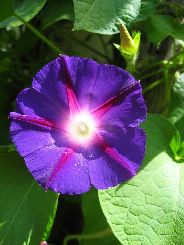 Gudrun Vollmer: Schmuckwinde in meinem Garten: „Das Innere Licht!“