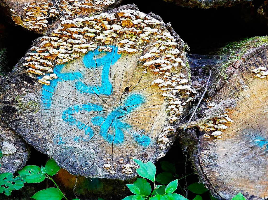 Walter Ensch: Blaue Baummarkierung im Rttler Wald.