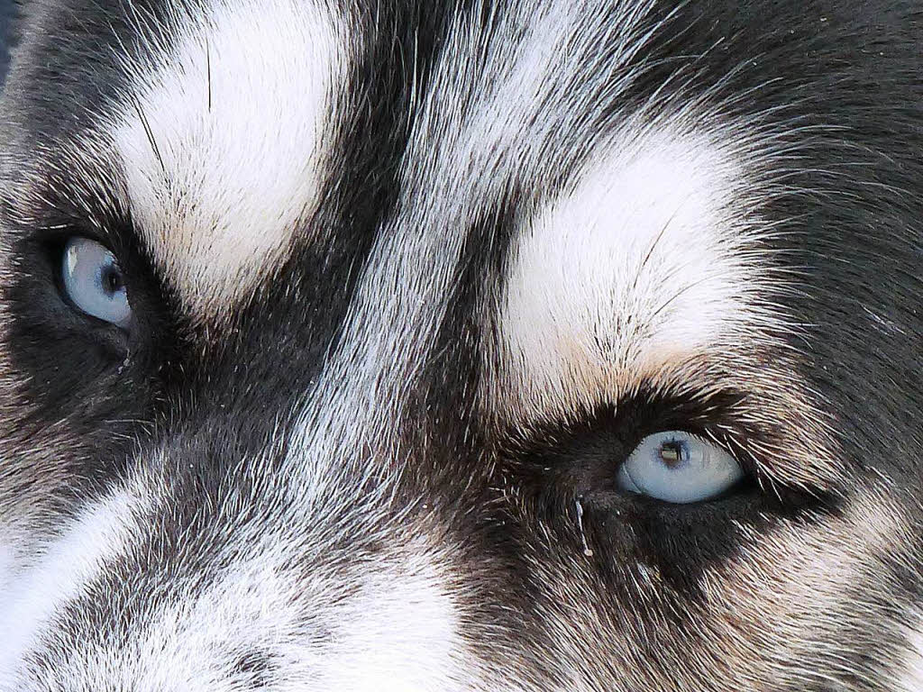 Barbara Rabus: Siberian  Husky mit blauen Augen aufgenommen beim Hundeschlittenrennen in Todtmoos.