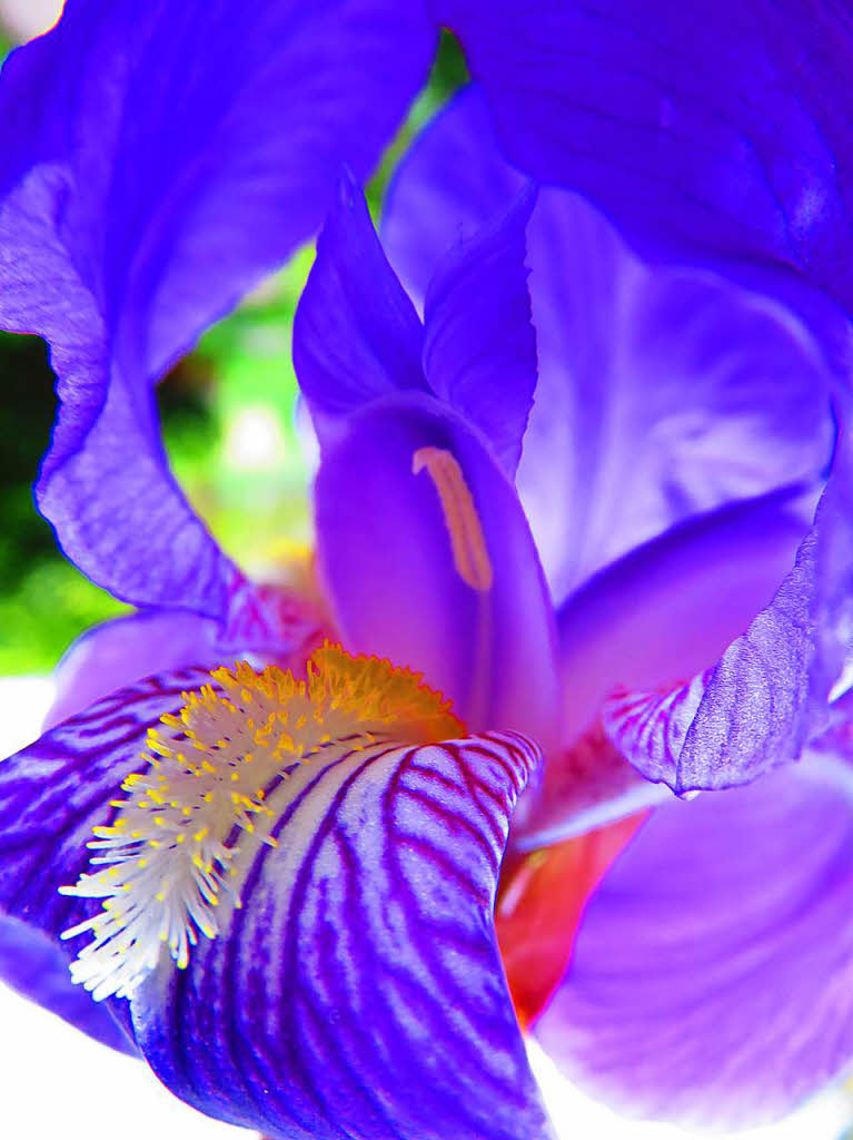 Monique Volkmann: Bei der Iris aus meinem Garten denke ich immer, es sieht aus wie ein Kunstwerk aus der Natur.