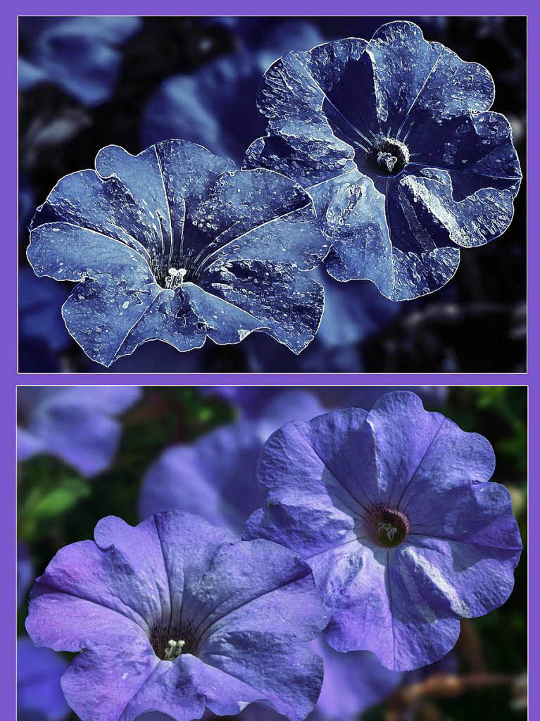 Otto sterreicher: Am Weiler Rathausbrunnen mit Smartphone aufgenommen:  Zuhause erstellte ich per Bildbearbeitung aus dem Originalfoto (unten) die ‚Blaue Blume der Romantik‘ (oben).