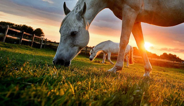 Pferd vor Sonnenuntergang   | Foto: dpa