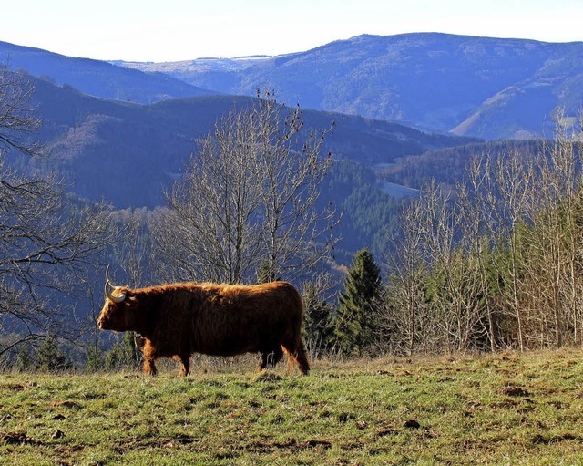 Auf den Nessellachen soll ein Offensta...n, hier im Bild ist ein Gallowayrind.   | Foto: Joachim Frommherz