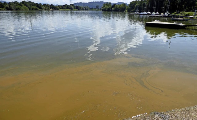 Algenwachstum am Gifizsee: Zwar sieht ...ennoch eine sehr gute Wasserqualitt.   | Foto: Seller